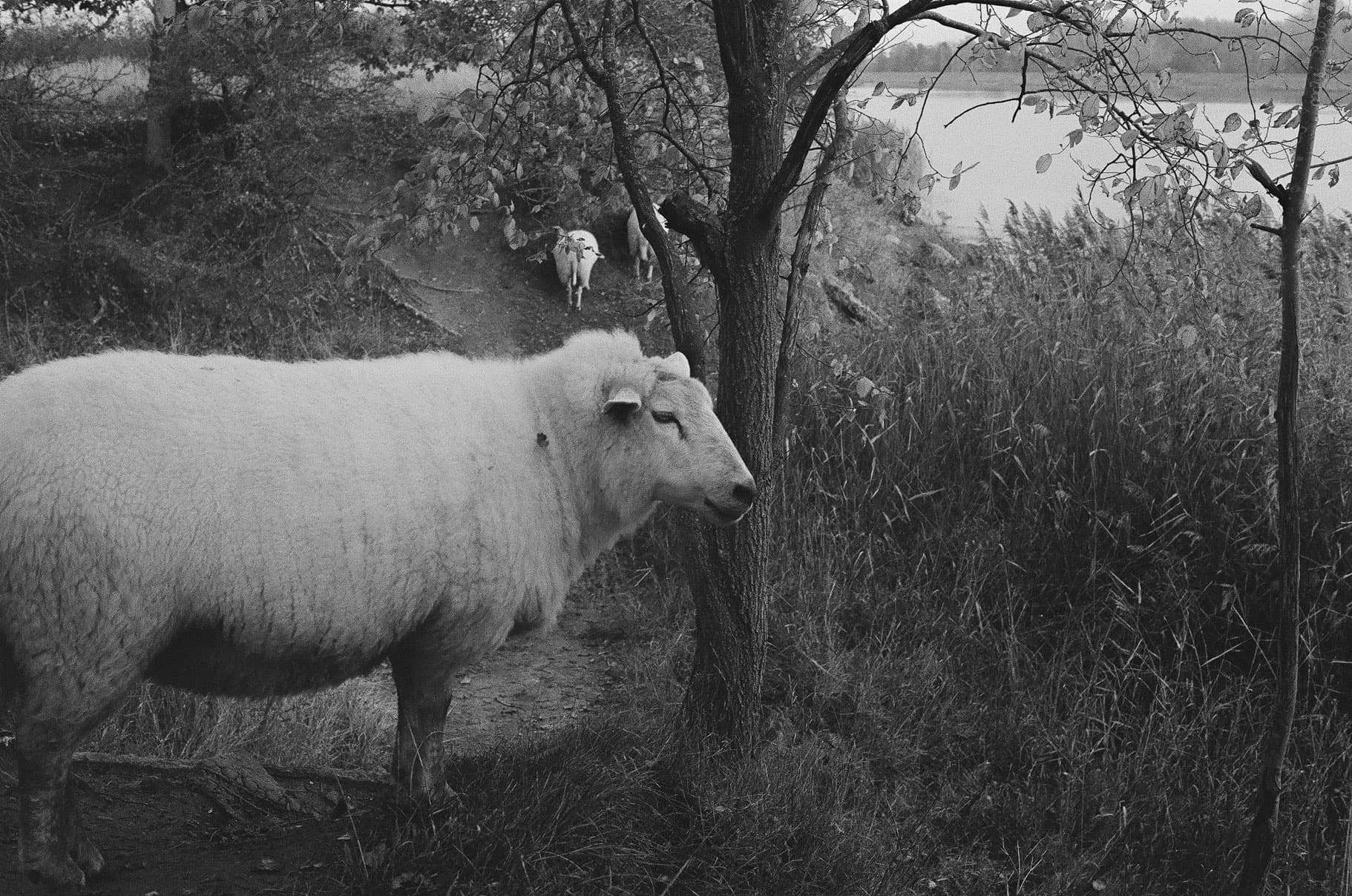 Sheep in the wild
