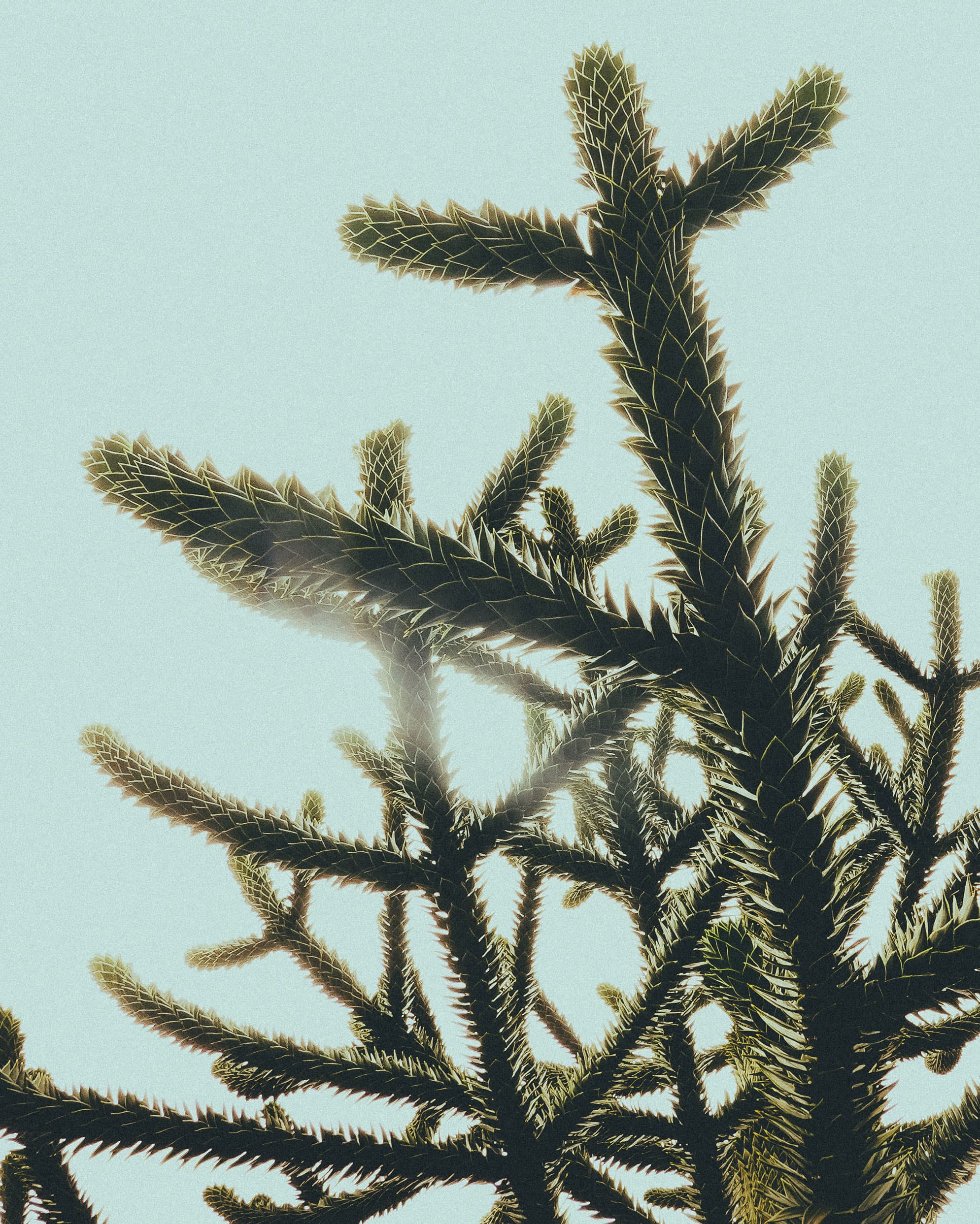 Cactus plant at the local graveyard